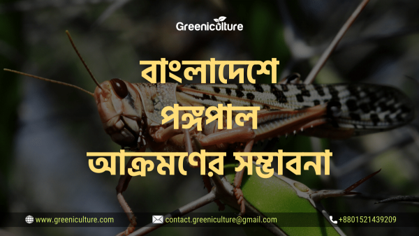 Locust in Bangladesh