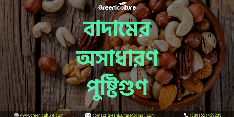 বাদামের অসাধারণ পুষ্টিগুণ