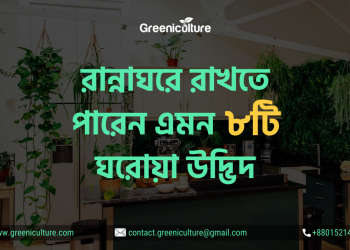 8 Best indoor plants for kitchen