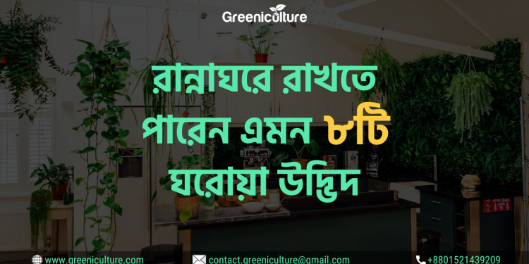 8 Best indoor plants for kitchen