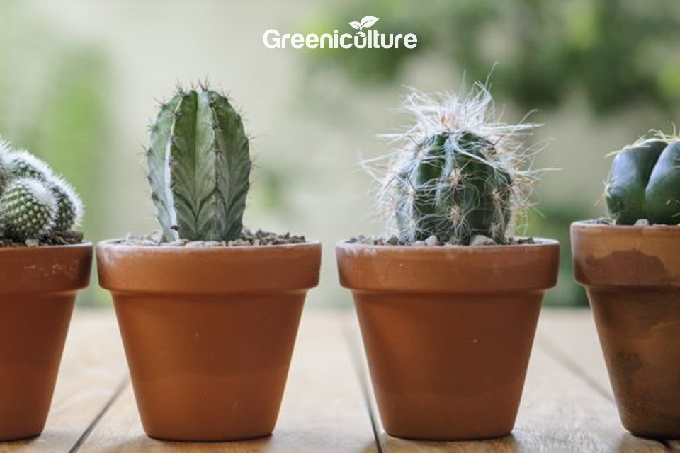 Grow Cactus in Pot