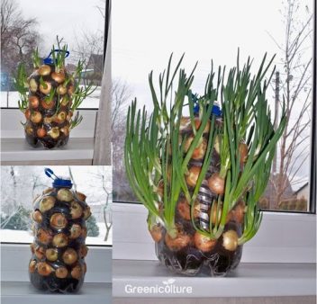 Growing Onion Vertically in a Plastic Bottle
