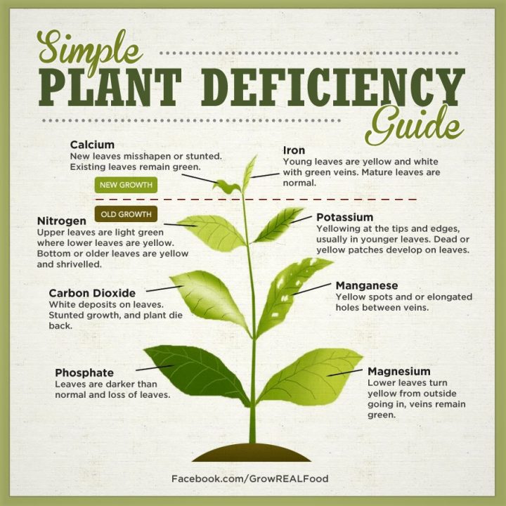 plant deficiency guide