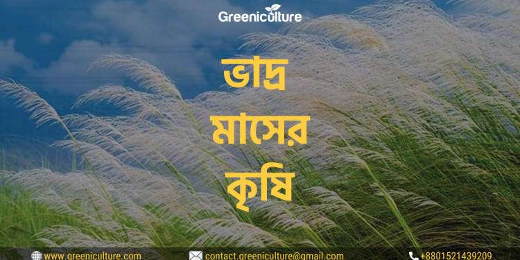 ভাদ্র মাসের কৃষি 1 Thumbnail