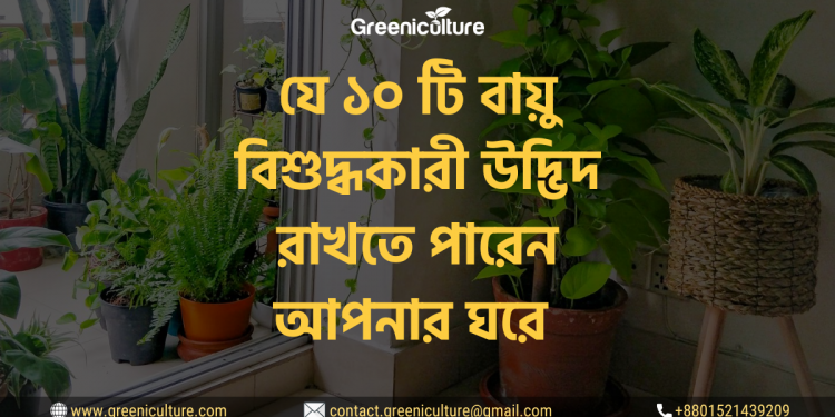 10 Best Indoor Plants