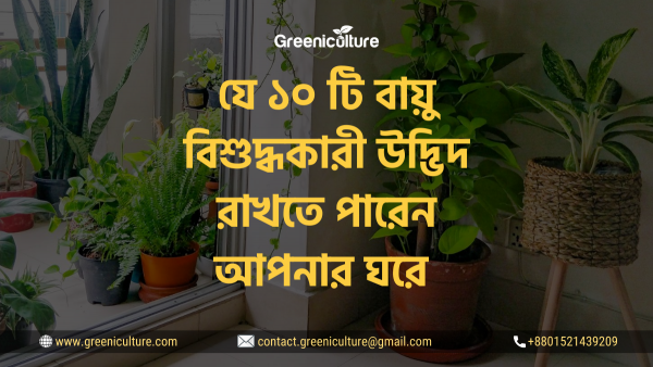 10 Best Indoor Plants