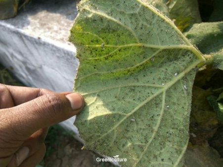 Aphid on bottle gourd