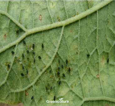 Aphids attack on egg plant