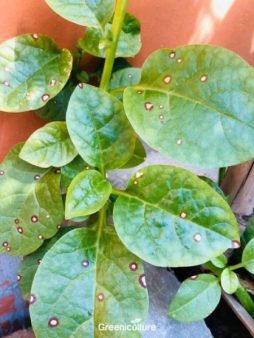 Ringworm of indian spinach