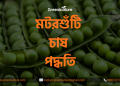 মটরশুঁটি চাষ পদ্ধতি 8 green pea