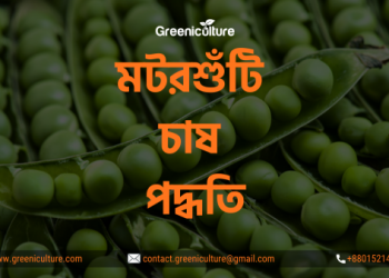 green pea