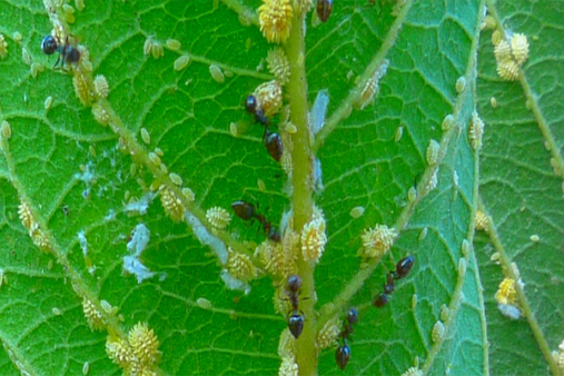 Guava Aphid