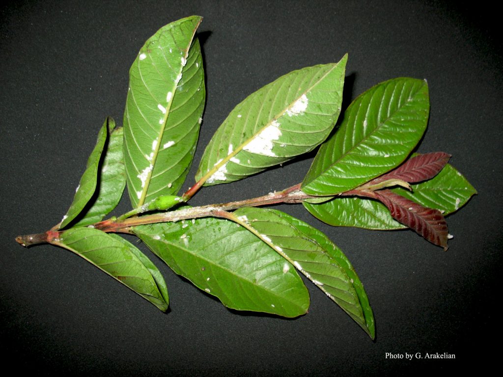 Guava Mileaybug