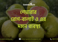 পেয়ারার রোগ-বালাই ও এর দমন ব্যবস্থা 3 Guava Diseases