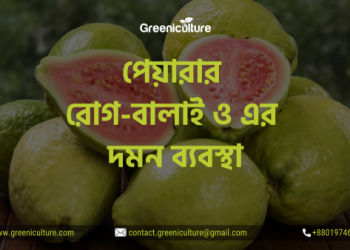 Guava Diseases