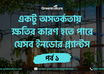 Indoor Plant Dangerous 1